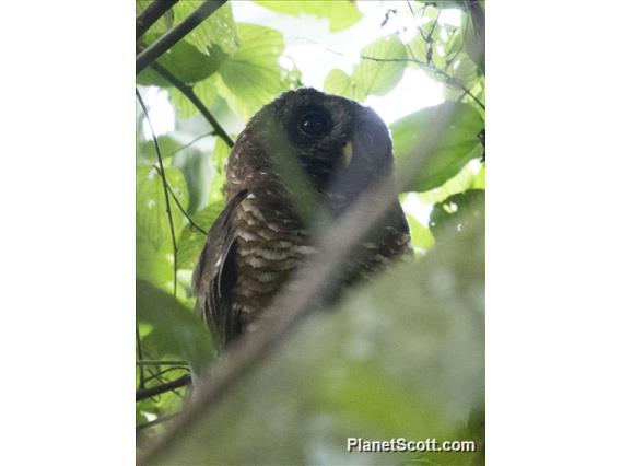 African Wood-Owl (Strix woodfordii)
