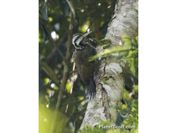 Golden-crowned Woodpecker (Dendropicos xantholophus)