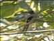 Levaillants Cuckoo (Clamator levaillantii)