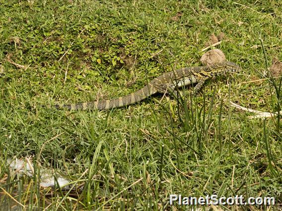 Nile Monitor Lizard (Varanus niloticus)