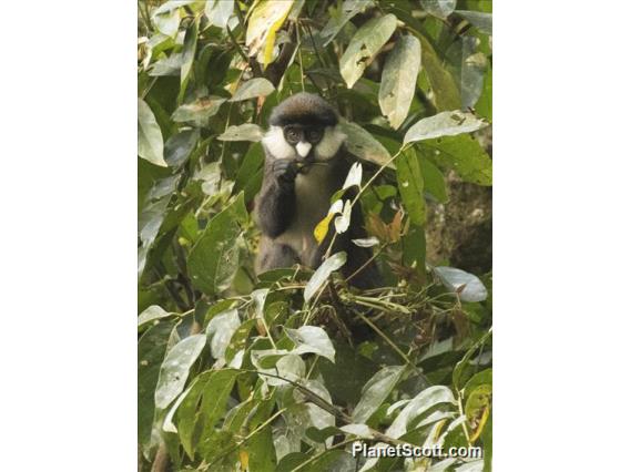Red-tailed Monkey (Cercopithecus ascanius)