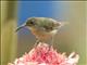 Unidentified Female Sunbird