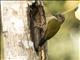 Brown-eared Woodpecker (Campethera caroli)