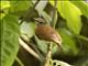 Chestnut Wattle-eye (Platysteira castanea)