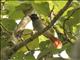 African Paradise-Flycatcher (Terpsiphone viridis) - Female