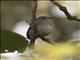 Ashy Flycatcher (Fraseria caerulescens)