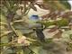 African Blue-Flycatcher (Elminia longicauda)