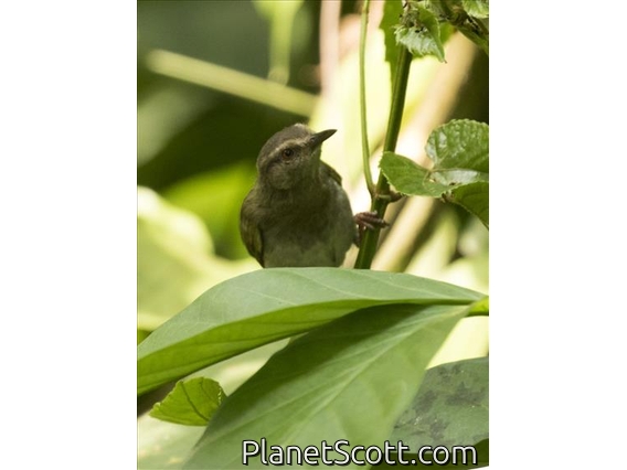 Green Crombec (Sylvietta virens)