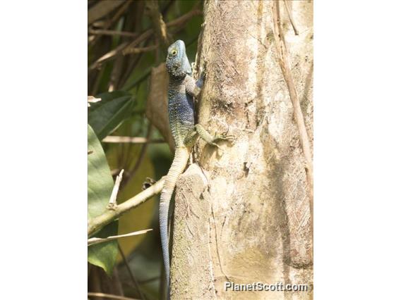 Uganda Blue-headed Tree Agama (Acanthosaurus ugandaensis)