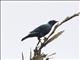 Splendid Starling (Lamprotornis splendidus)
