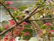 Speckled Mousebird (Colius striatus)