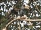 Black-and-white-casqued Hornbill (Bycanistes subcylindricus)