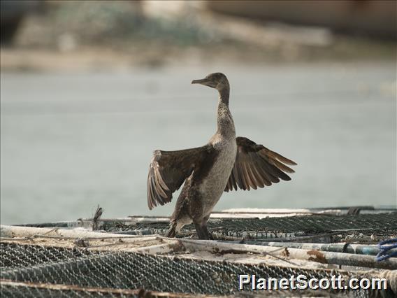 Great Cormorant (Phalacrocorax carbo)