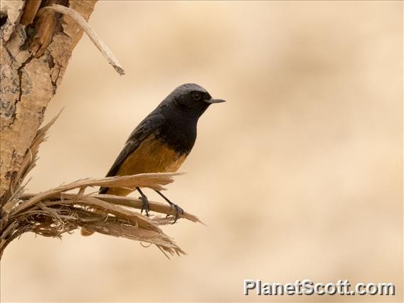 Black Redstart (Phoenicurus ochruros) - Male