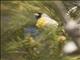 Lawrences Goldfinch (Spinus lawrencei)