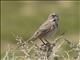 Bells Sparrow (Artemisiospiza belli)