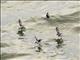 Fork-tailed Storm-Petrel (Oceanodroma furcata)