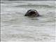 Gray Seal (Halichoerus grypus)