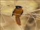 Madagascar Paradise-Flycatcher (Terpsiphone mutata) - Rufous Morph Subadult Male