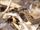 Common Big-eyed Snake (Mimophis mahfalensis)