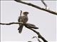 Banded Kestrel (Falco zoniventris)