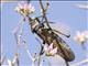 Rainbow Milkweed Locust (Phymateus saxosus)