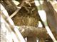 Torotoroka Scops-Owl (Otus madagascariensis)