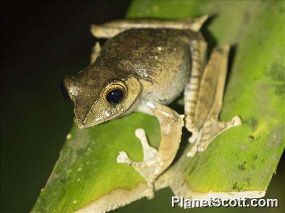 Madagascar Brown Tree Frog (Boophis madagascariensis)