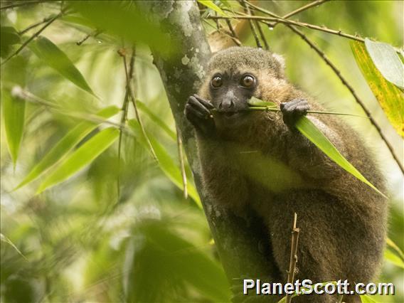 Golden Bamboo Lemur (Hapalemur aureus)