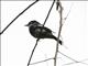 Wards Flycatcher (Pseudobias wardi)