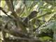 Gray-crowned Tetraka (Xanthomixis cinereiceps)