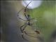 Giant Golden Orb-weaving Spider (Nephila pilipes)