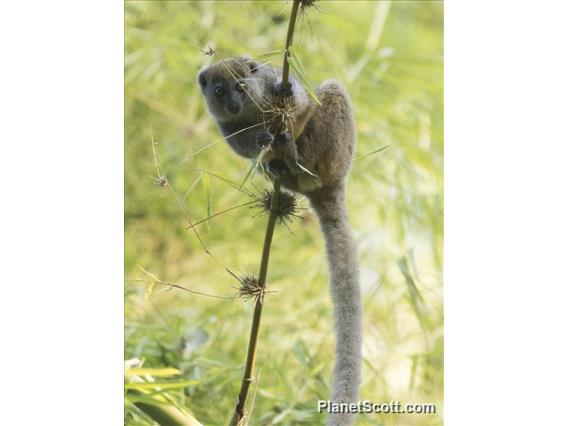 Western Lesser Bamboo Lemur (Hapalemur occidentalis)