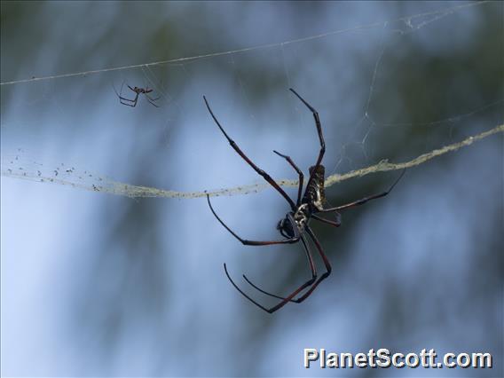Madagascar Orb Weaver Spider (Nephila inaurata)