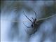 Madagascar Orb Weaver Spider (Nephila inaurata)