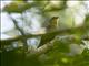 Nelicourvi Weaver (Ploceus nelicourvi) - Female