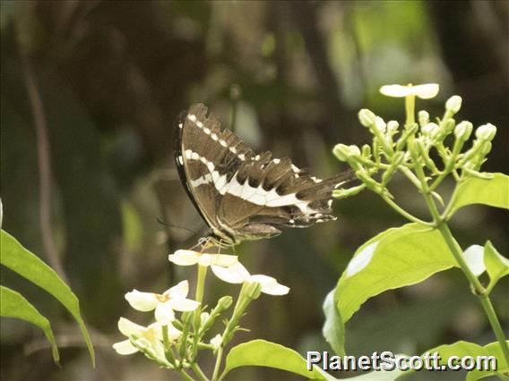Marojejy Swallowtail Butterfly (Papilo delalandei)