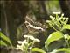 Marojejy Swallowtail Butterfly (Papilo delalandei)