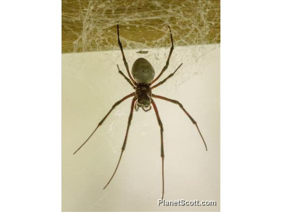 Madagascar Giant Spider (Nephilingis livida)