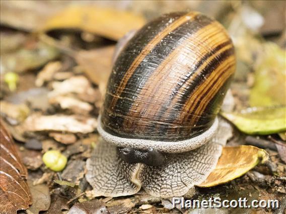 Madagascar Land Snail (Helicophanta magnifica)