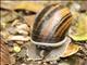Madagascar Land Snail (Helicophanta magnifica)