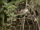 Madagascar Swamp-Warbler (Acrocephalus newtoni)