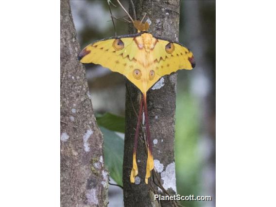 Madagascar Moon Moth (Argema mittrei)