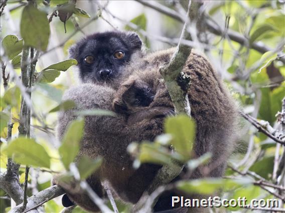 Brown Lemur (Eulemur fulvus)