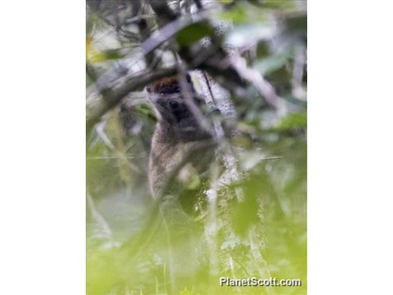 Eastern Lesser Bamboo Lemur (Hapalemur griseus)