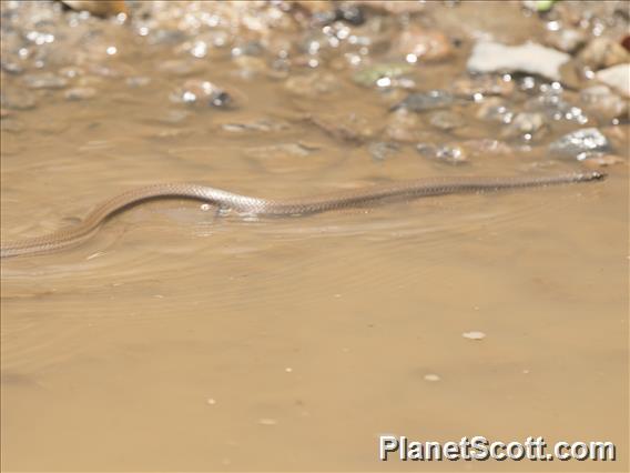 Forest Water Snake (Thamnosophis infrasignatus)