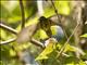 Souimanga Sunbird (Cinnyris sovimanga)