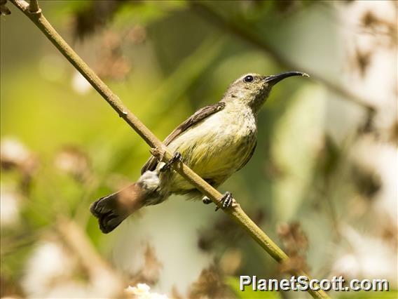 Souimanga Sunbird (Cinnyris sovimanga) - Female