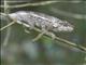 Short-horned Chameleon (Calumma brevicorne)