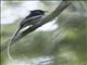 Madagascar Paradise-Flycatcher (Terpsiphone mutata) - White Morph